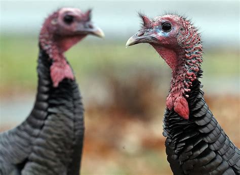 Massachusetts Wild Turkey Population Plentiful For Thanksgiving