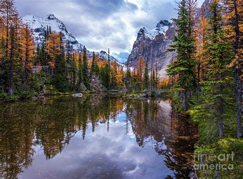 Canadian Rockies Autumns Splendor Reflected Photograph By Mike Reid