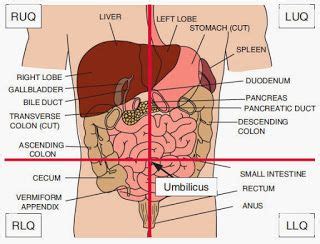 The abdomen is roughly divided into four quadrants: Pin on ♥School Nurse Life♥