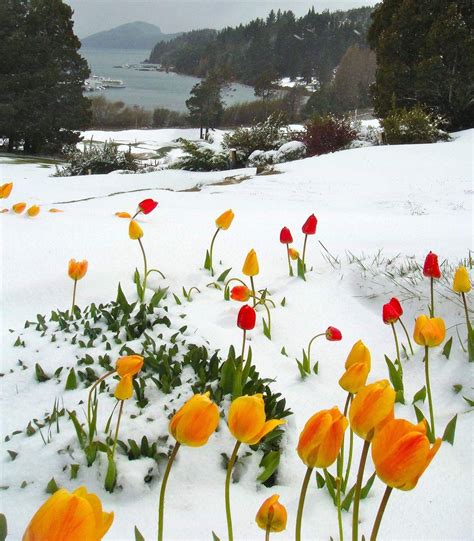 Tulips Blooming In The Snow Mostbeautiful