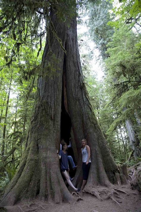 Cathedral Grove Discover Vancouver Island