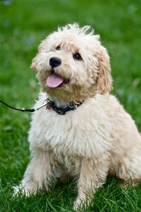 Goldendoodle Puppies Rescue Pictures Information Temperament