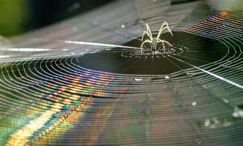 Antimicrobial Property Of Spiders Silk Is A Myth •