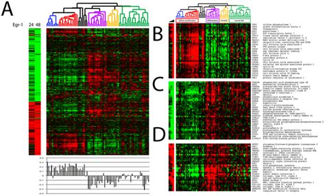 Expression Of The Egr 1 Responsive Gene Signature In Ssc Skin Biopsies