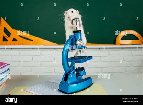 Rat Sitting On Microscope Concept Of Funny Animals In University