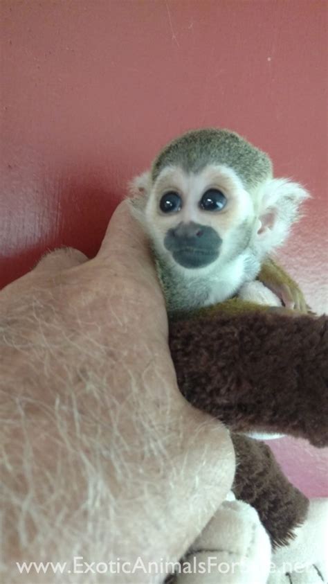 Baby Squirrel Monkey For Sale