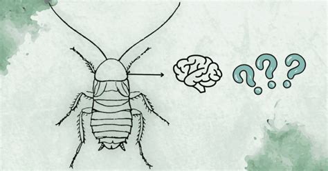 Cockroach Neurology Unveiled The Truth Behind Cockroach Two Brains