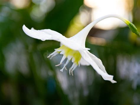 Large White Eucharis Amazonica Flower With Stamens Outward Stock Image