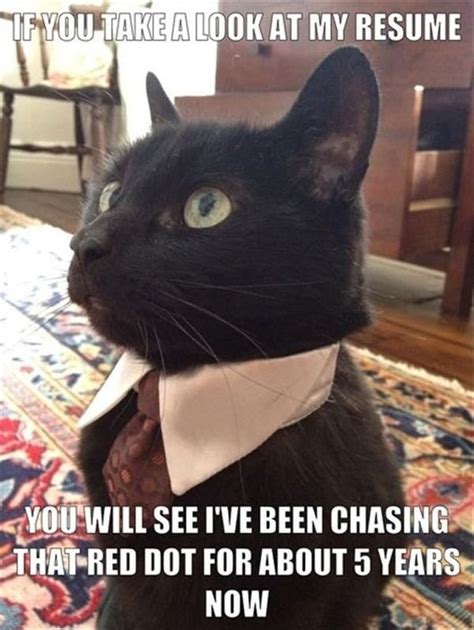 gather  marvelous  love    funny cat memes hilarious pets pictures