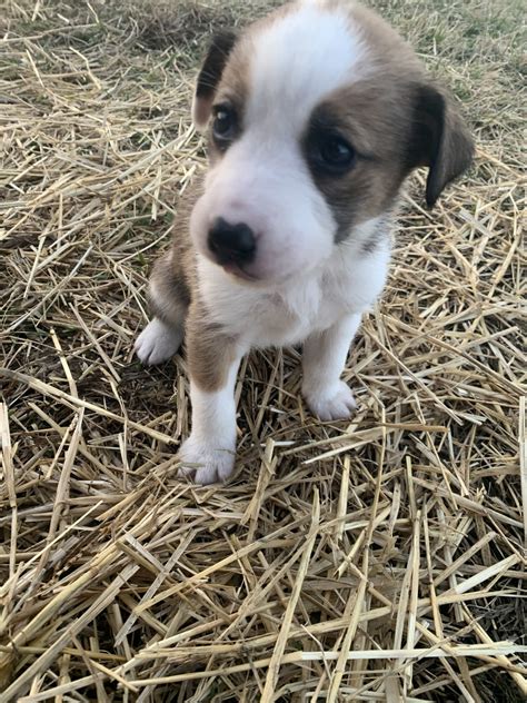 Find the perfect puppy for you and your family. Labrador Husky Puppies For Sale | New Concord, OH #322091