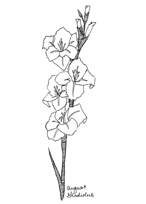 July Birth Flower Drawing Phoebe Almond