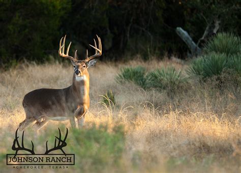 Native Texas Whitetail Deer Live Photos Johnson Ranch