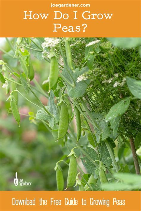 How Do I Grow Peas In 2021 Easy Vegetables To Grow Organic