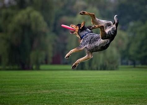 Dogs Catching Frisbees 20 Pics