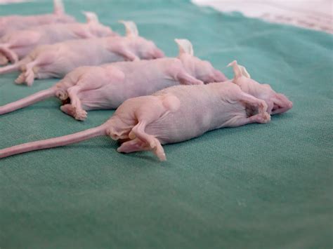 Datos extraños de la rata topo desnuda Heterocephalus glaber