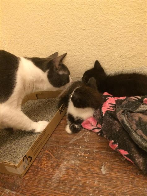 Our Male Cat Meeting Kittens For The First Time Hes Being So Calm And