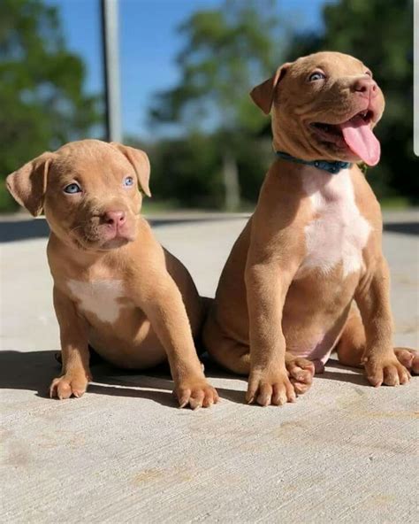 Adorable Little Red Nose Babies 😍 Adorablelittlepuppies Cute Baby
