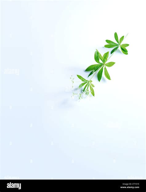 Herb Stems And Leaves Stock Photo Alamy