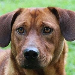 You will find these trusting pets in shelters, state operated 'pounds', with rescue cocker spaniel adoption center. Hagerstown, Maryland - Dachshund. Meet Biscuit, a for ...