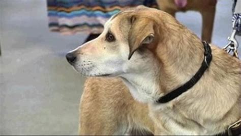 Search for dogs for adoption at shelters near austin, tx. Free pet adoption event taking place this weekend to help...