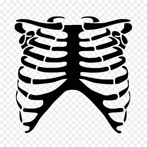 Free Rib Cage Transparent Download Free Rib Cage Transparent Png Images Free ClipArts On