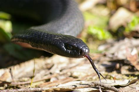 Free Photo Black Snake Animal Nature Tongue Free Download Jooinn