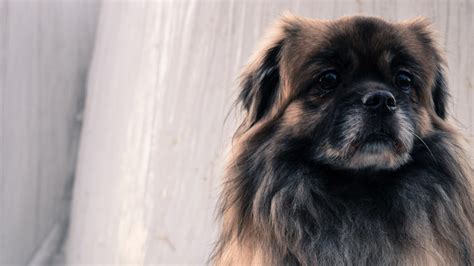 Free Images Mammal Vertebrate Dog Breed Canidae Tibetan Spaniel