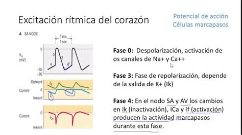 Electrofisiología Cardiaca Potencial De Acción En Células Marcapasos Y La Corriente Ffunny