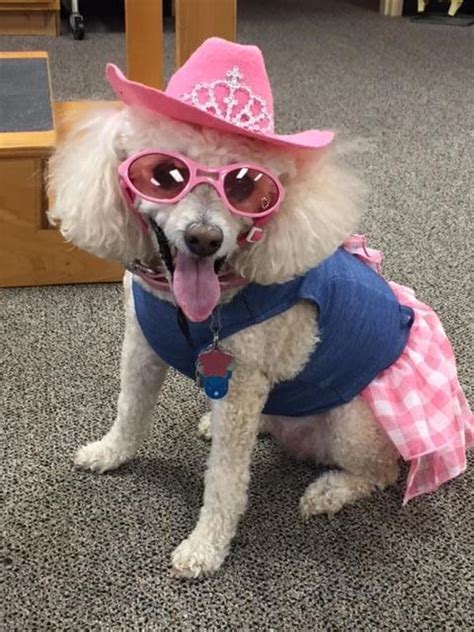 Cowboy Princess Hat Dog Costume Pink With Same Day Shipping Baxterboo