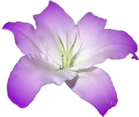 Purple Lily Flower Photograph By Delynn Addams Pixels