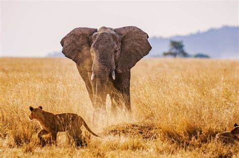 5 Days Big 5 Wildlife Safari In Tanzania Light On Africa