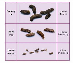 Understanding Rodent Faeces Professional Pest Manager