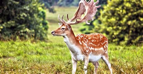 Fallow Deer Animal Facts Dama Dama A Z Animals