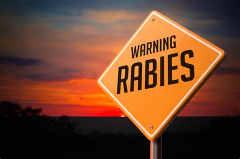 Rabies In South Carolina 877 264 2287 Get Bats Out