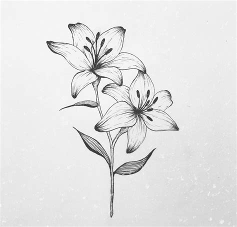 40 Amazing Lily Flower Tattoo Drawing Ideas