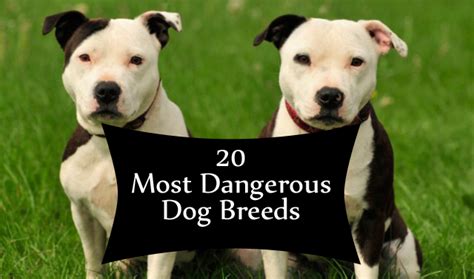 The 20 Most Dangerous Dog Breeds