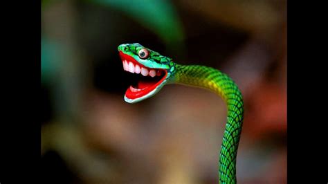 งูยิ้ม ปลิ่มแสง Happy Snakes Youtube