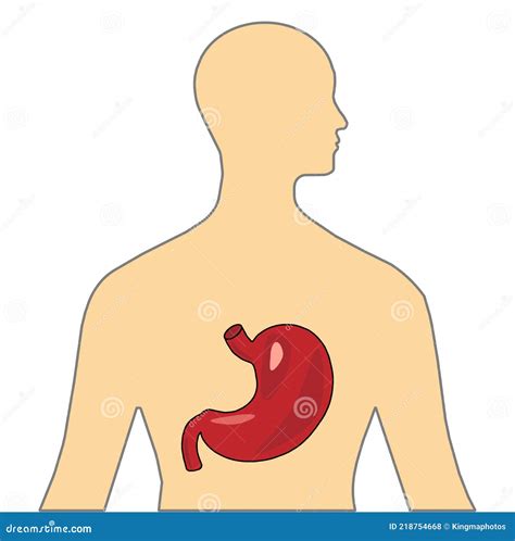 Stomach 3d Colored Vector Image On Human Body For Education Of Anatomy