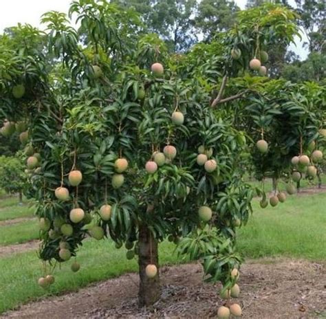 3 Feet Grafted Live Alphonso Mango Plants Healthy Mango Tree Etsy Trees To Plant Mango
