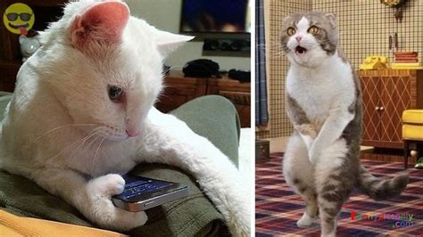 Funny Pictures Of Cats Acting Like Humans Funny Cat Pictures Funny