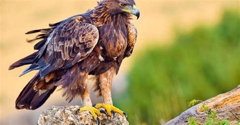 Golden Eagle Anatomy