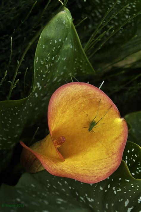 The Calla Lily A Pigs Ear In South Africa Where The C Flickr
