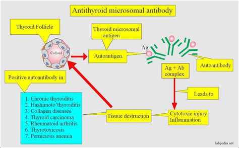 Anti Thyroid Microsomal Antibody Anti Thyroid Peroxidase Antibody