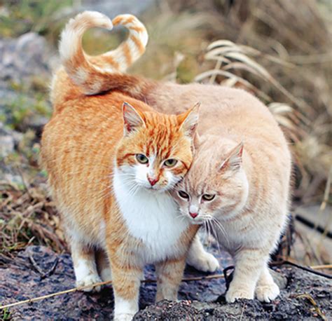Learn To Read Your Cats Tail Catwatch Newsletter