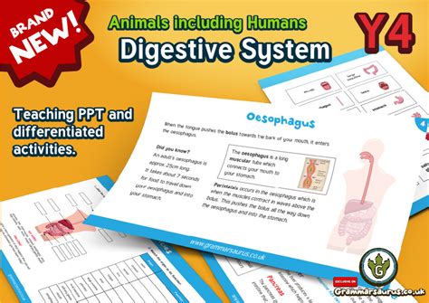The caecum store temporary soft pellets, the rabbit very earlier in the morning give out the soft pellets,then eats back through the mouth for thorough digestion. Year 4 Science - Animals Including Humans - The Digestive System - Lesson 1 - Grammarsaurus