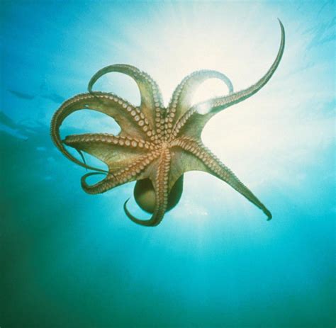 Поделка по мотивам krake raken trainer от squid industries. Blaues Blut: Warum Kraken so anpassungsfähig sind - WELT