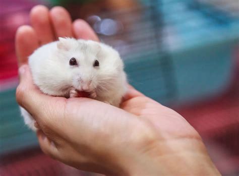 5 Of The Most Popular Hamster Breeds