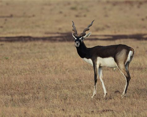 Discover more posts about blackbuck. Blackbuck - Facts, Diet, Habitat & Pictures on Animalia.bio