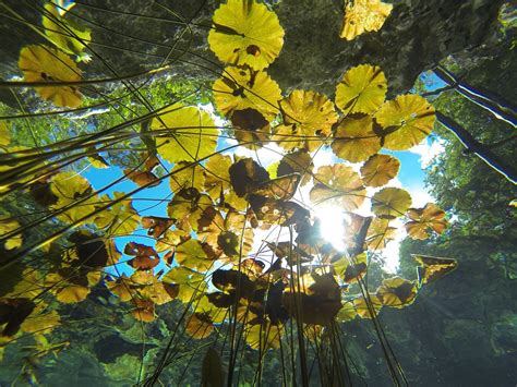 Cenote Nicte Ha Spectacular Underwater Garden Diving And Snorkel Site