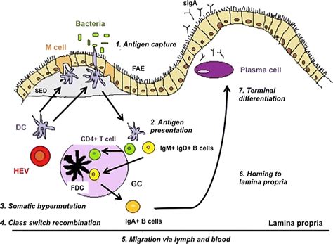 Main Events In The Genesis Of An Intestinal Mucosal Immune Response